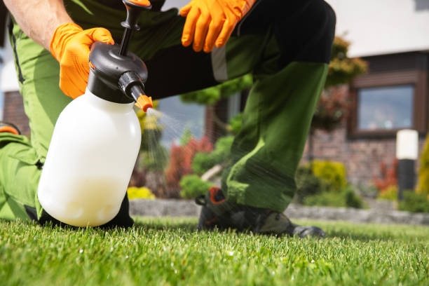 Wasp Removal Services in Linden, CA